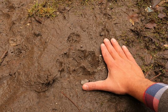 Turkish Kangal dog footprint on mud.
Comparison of animal track size and hand.
You can notice: In front of dog print there's a cat print.
Animal track, Tracks.
Foot prints on clay, earth, soil land