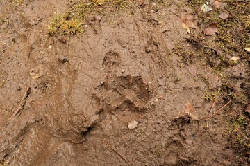 Turkish Kangal Dog footprint on mud. clay, earth, soil land. animals tracks, track. Foot prints. Local dogs foot prints on earth Surface. Dogs walk on ground on sand soil. Footprints. paws