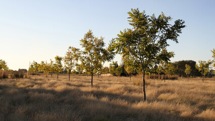 Pecannut trees in autumn season.  The North West Province offers a suitable climate for pecan nut farming, characterised by hot summers and cold winters. 