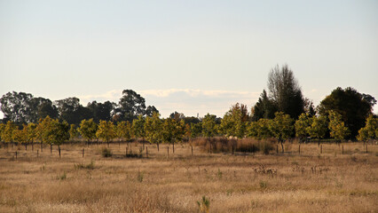 Pecannut trees in autumn season.  The North West Province offers a suitable climate for pecan nut farming, characterised by hot summers and cold winters. 
