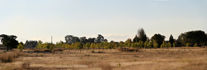 Pecannut trees in autumn season.  The North West Province offers a suitable climate for pecan nut farming, characterised by hot summers and cold winters. 