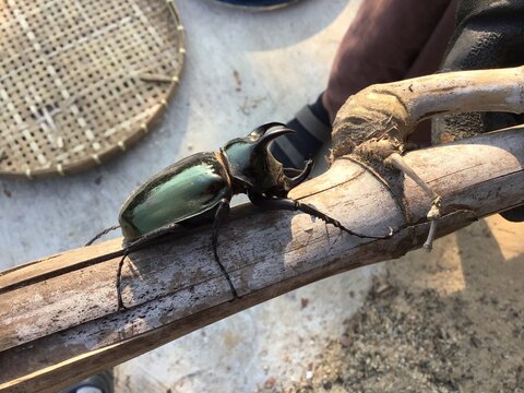 Giant Rhinoceros Beetle