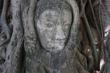 Ayutthaya buda - Powered by Adobe