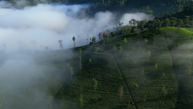 Tea plantation on the hill in morning fog. Patterned terraces of tea plant in the highlands of Sri Lanka