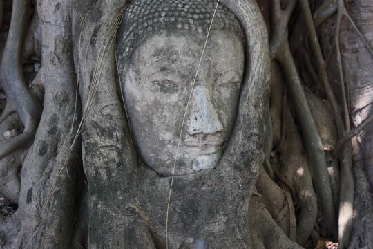 Ayutthaya buda