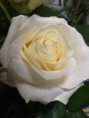 single white rose