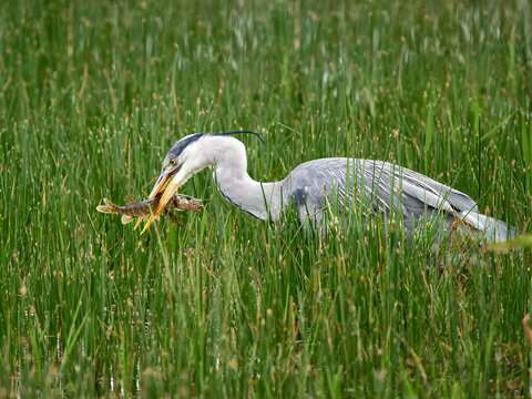 Grey Heron feeding on a Pike