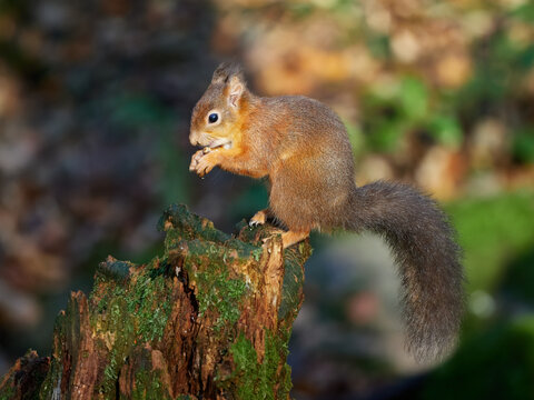 Red Squirrel eating