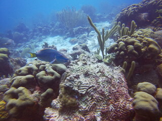 Naklejka na ściany i meble Deep Blue Immersion: Coral and Marine Life
