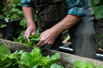 The farmer collects young vegetables in the garden.