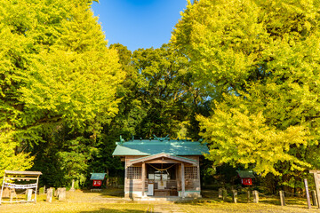 宮浦宮の夫婦銀杏（霧島市福山町）