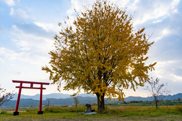 早馬神社のイチョウと夕景（姶良市）