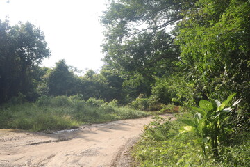 Fototapeta premium road in the forest