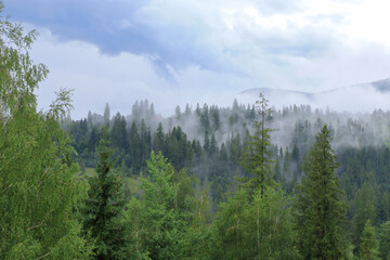 View of misty fog mountains in summer. Misty landscape with fir forest. Misty pine forest on the mountain slope. Beautiful landscape nature in summer. Green pines. 