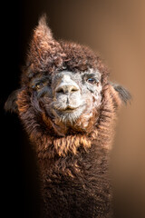 Close-Up of Curious Alpaca with Fluffy Brown Fur