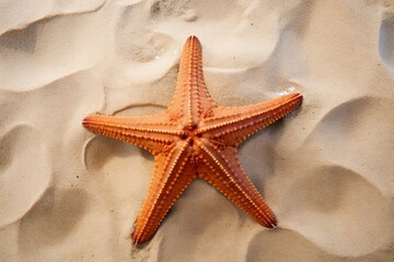 Fototapeta na wymiar A close-up of a starfish on the sand
