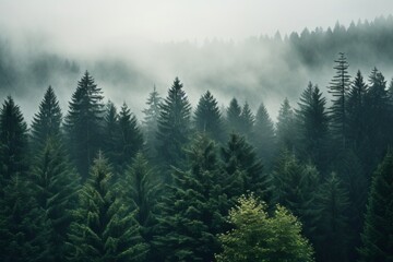 Dense evergreen forest on a misty day