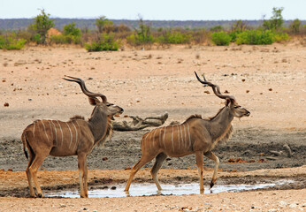 Naklejka premium Two adult Male Kudu standing beside a very small manmade waterhole against a natural bush background.