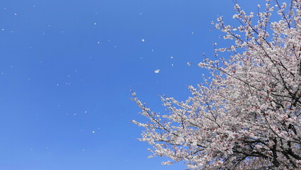 青空を背景に散る桜吹雪　3278