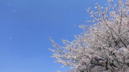 青空を背景に散る桜吹雪　3277