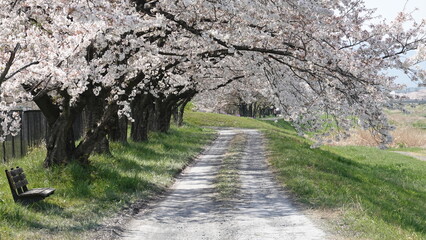 桜のトンネル(埼玉県本庄市のこだま千本桜)　3320