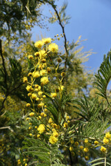 Yellow flowers of Acacia dealbata, also known as Mimosa.