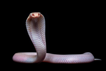 Albino Javan Spitting Cobra (Naja sputatrix) is a species of cobra native to Java and Lesser Sunda...