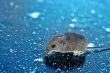 Wood mouse (Apodemus sylvaticus) is freezing on ice during crossing of frozen river. Small animal put its bare tail on head. This special adaptation allows animal to conserve energy. Boreal forest