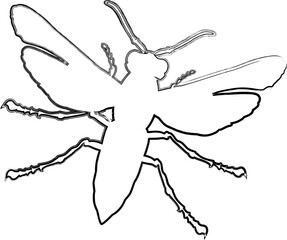 Fly drawing design nature insects.