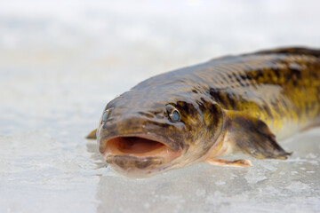 Ice fishing. Fishing Eelpout (Lota lota) in late winter on the northern rivers. Fishing line for...
