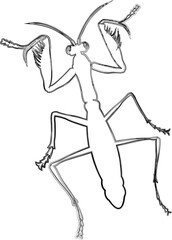 Beetle drawing design nature insects.