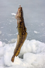Ice fishing. Fishing Eelpout (Lota lota) in late winter on the northern rivers. Fishing line for bottom fishing (leger rig)
