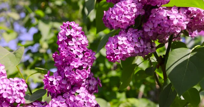 beautiful blooming lilac in spring, lilac flowers in sunny spring weather