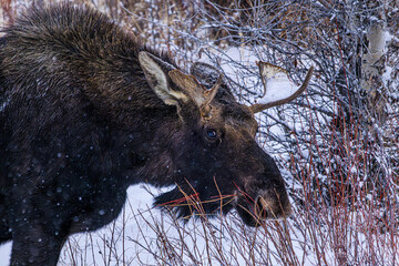 Moose Grazing in Winter