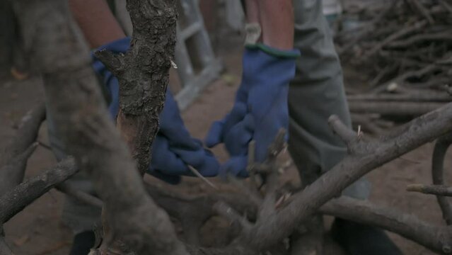 Sacando con guantes ramitas de un tronco