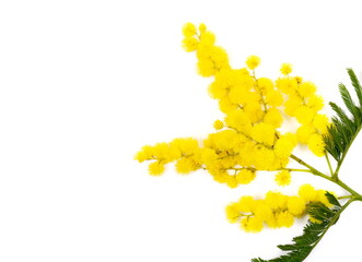 Mimosa branch, flowers and leaves, Acacia dealbata, isolated on white, top view