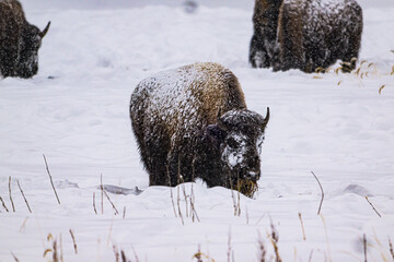 Bison Standing in the Snow