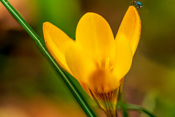 yellow crocus flower with a bug