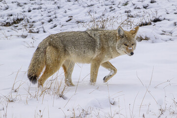 Coyote Walking in the Snow
