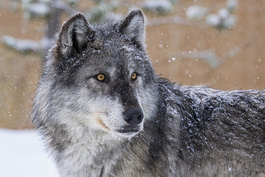 wolf in winter