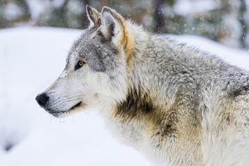 wolf in snow