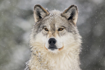 Wolf in the snow