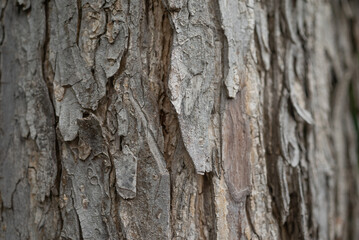 Bark texture background. Mostly blurred close-up