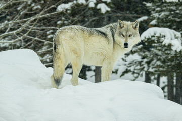 wolf in winter