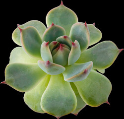 Succulent flower plant isolated