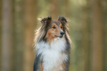 Fototapeta premium Portrait d'un chien de race Shetland dans les bois
