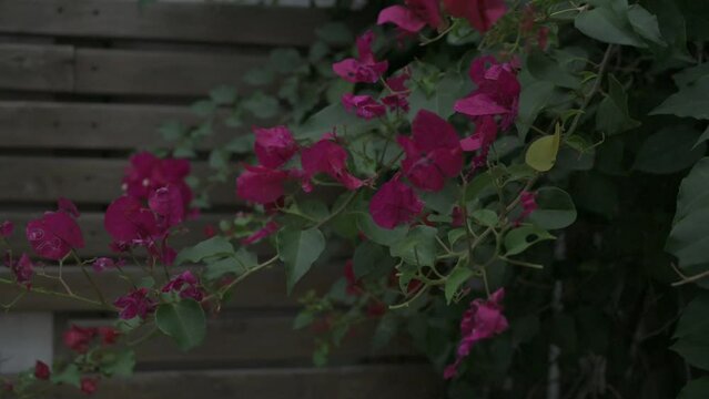 Flores de enredadera de santa rita movi&eacute;ndose con el viento un d&iacute;a nublado