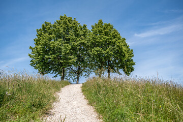 Weg auf einen H&uuml;gel mit sommerlichen B&auml;umen