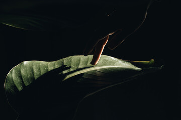 background image of a single tropical leaf on a black background. Contrasting light. The hand reaches out to the ladder.
