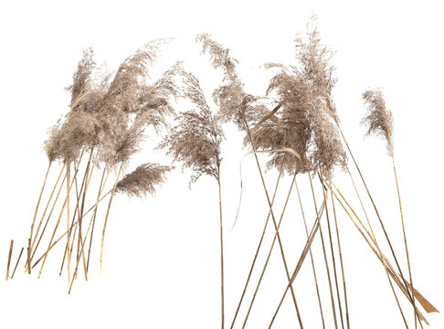 Dry reeds isolated on white background. Fluffy dry grass flowers Phragmites, autumn or winter herbs.